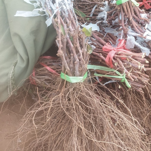 昌黎县抗砧3号嫁接得巨峰葡萄苗