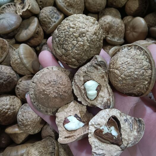 梧州今年的新果，挑选过的果