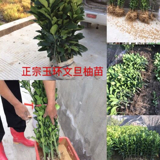 玉环市浙江玉环文旦柚苗，楚门文旦柚树苗，嫁接苗产地直销。玉环发货