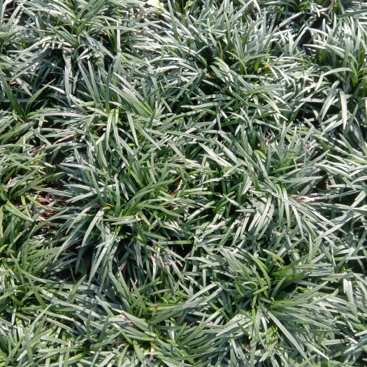 成都玉龙草