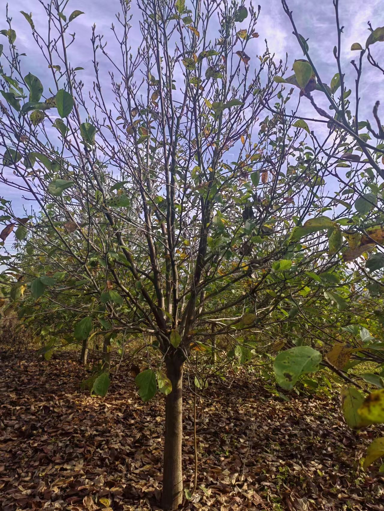 红玉兰，基地大量供应3到20公分红（白紫黄）玉兰，树形好，