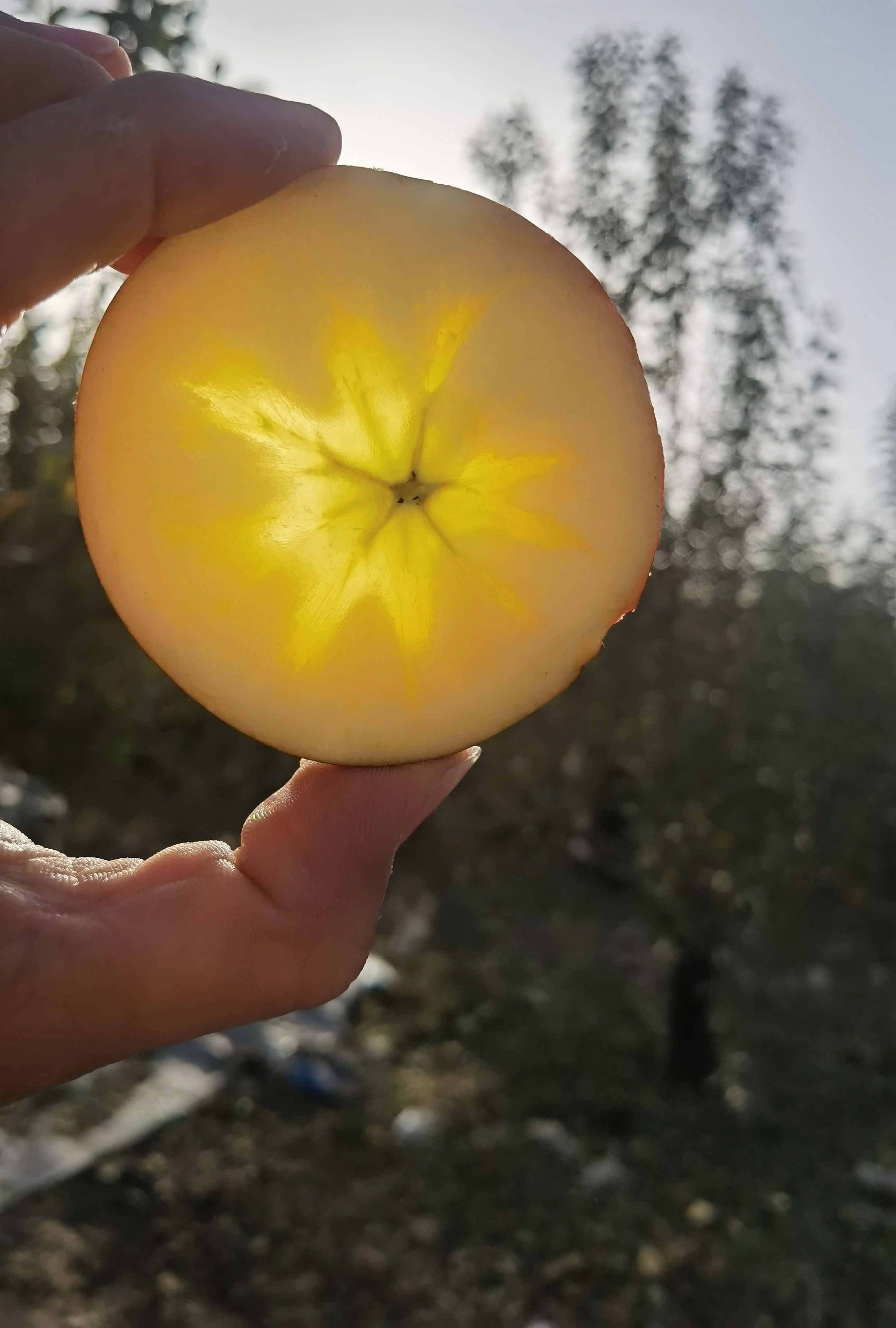 阿克苏苹果一件代发，整车直发对接商超抖音快手视频号社区购