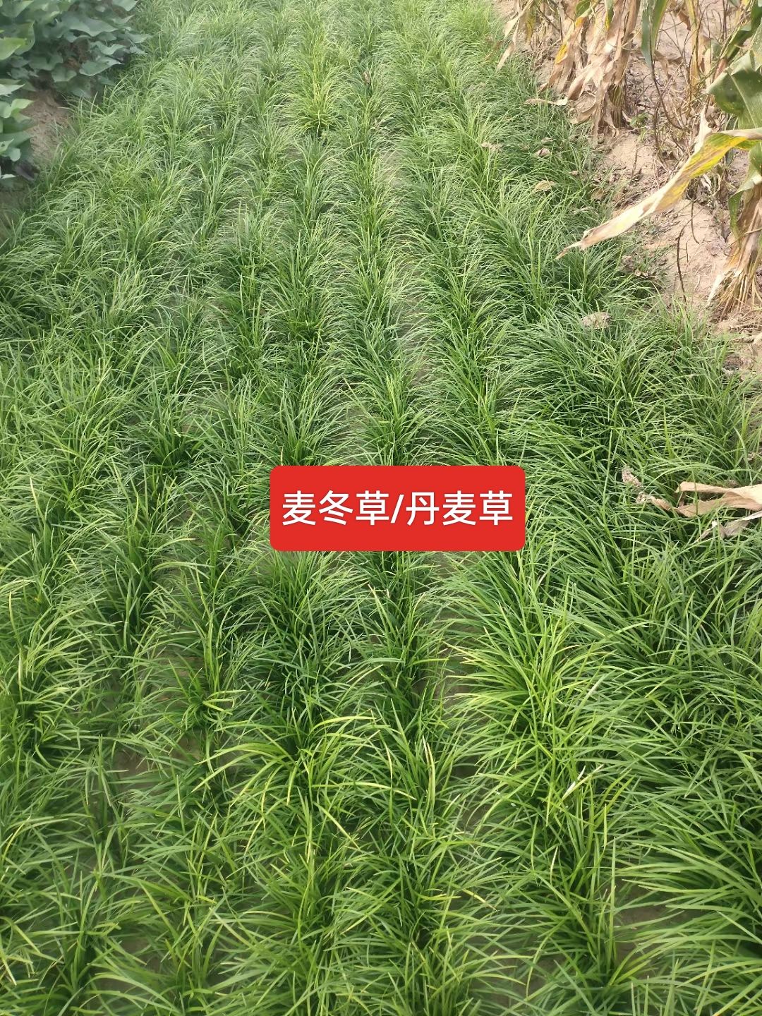 河北定州细叶麦冬草丹麦草草坪玉龙草庭院绿化矮麦冬杯苗