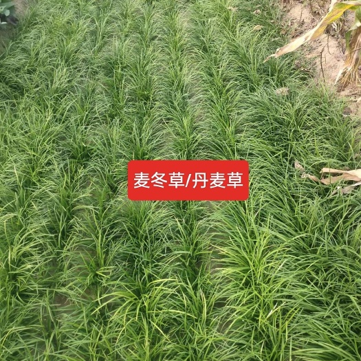定州市河北定州细叶麦冬草丹麦草草坪玉龙草庭院绿化矮麦冬杯苗