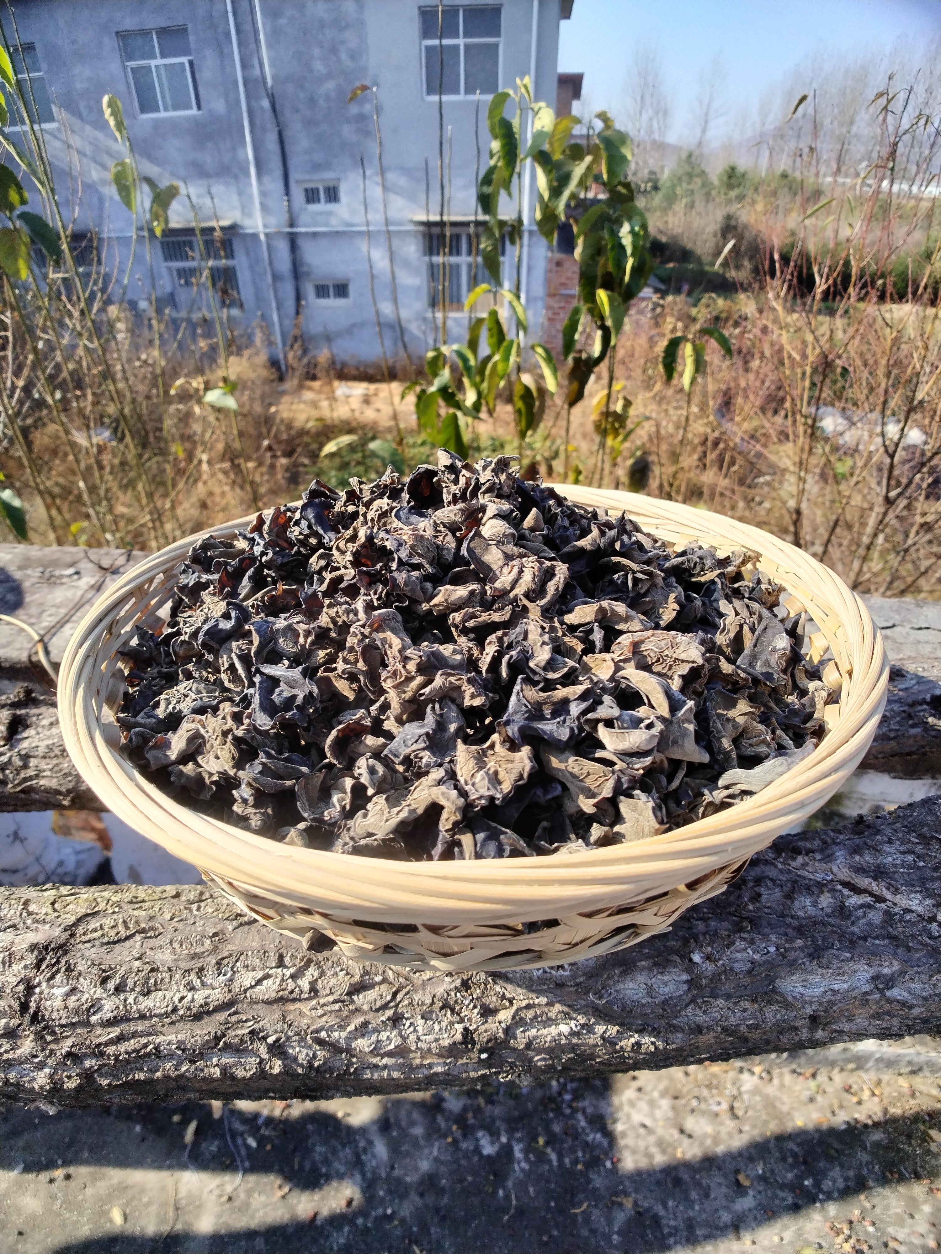 伏牛山深山区野生椴木黑木耳（头茬）