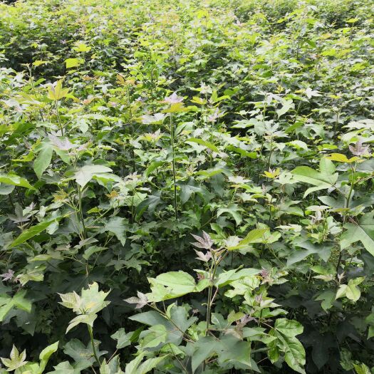 靖州县枫香苗 枫香种苗