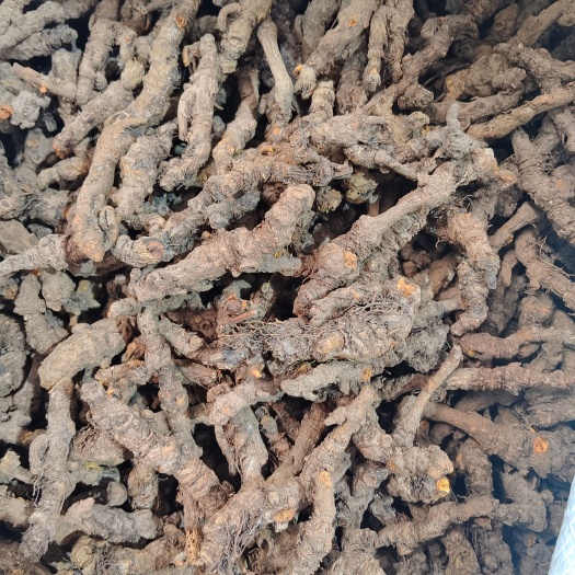 石柱黄连