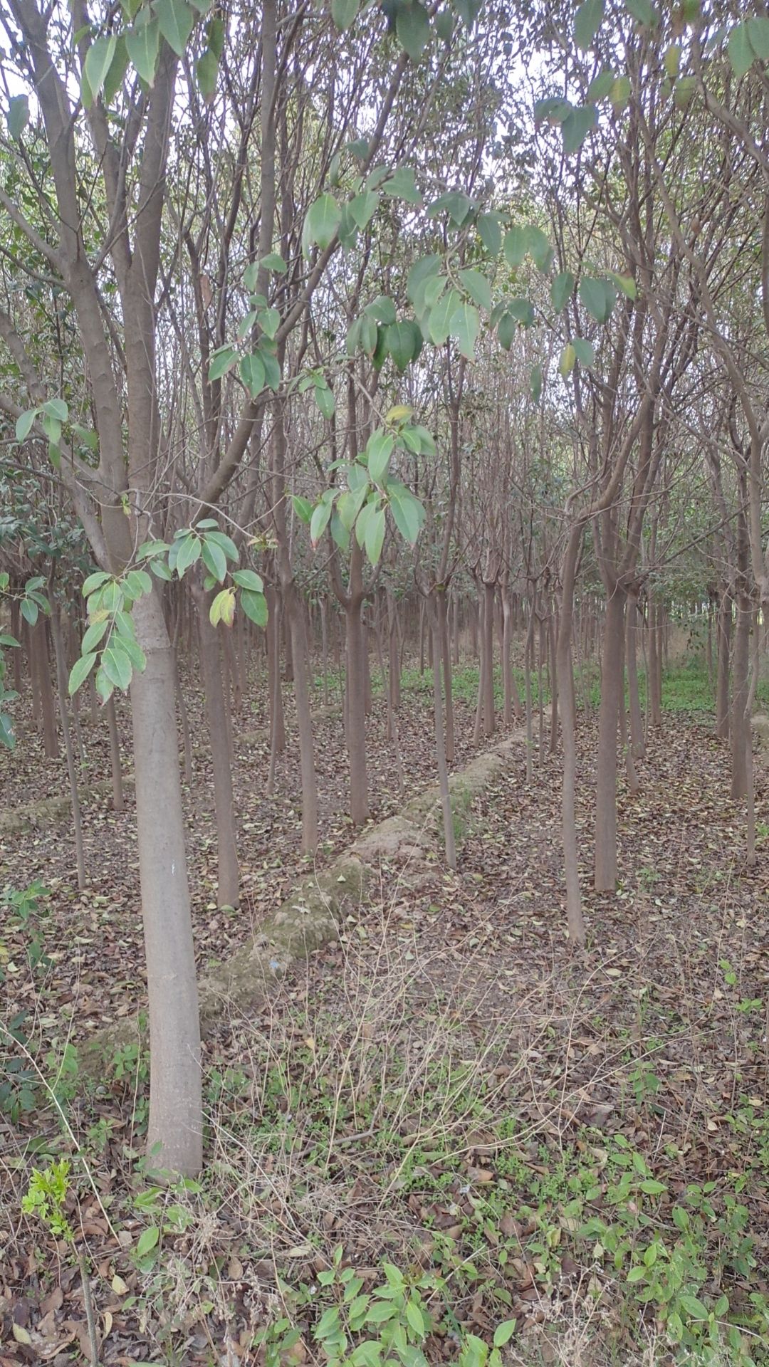 樱花，红叶李，3－15公分