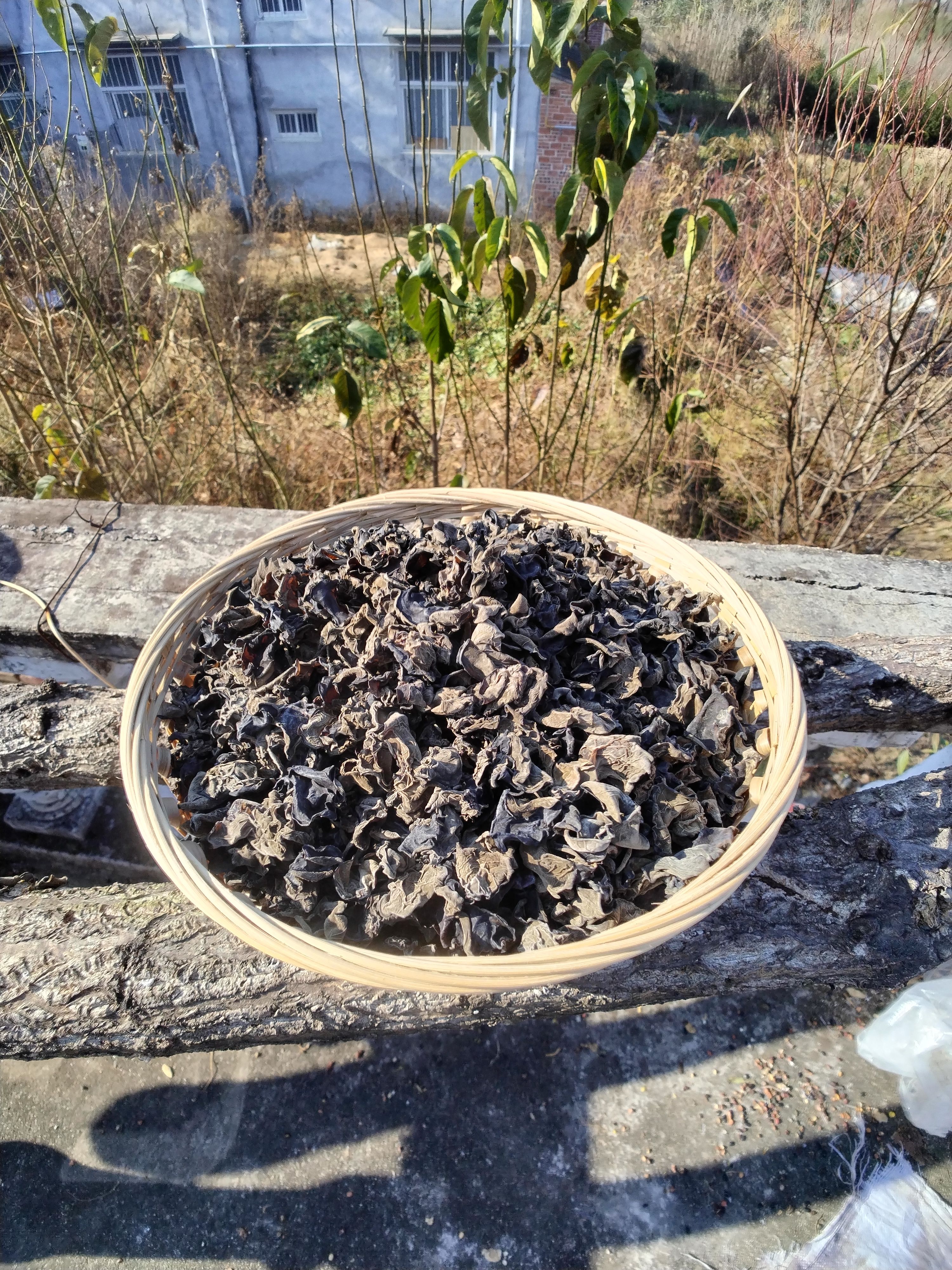 伏牛山深山区野生椴木黑木耳（头茬）