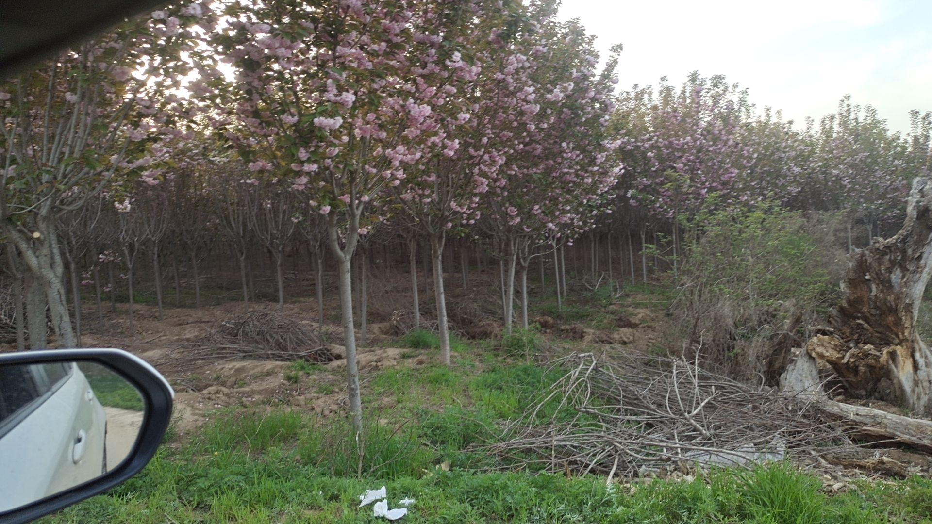 樱花，红叶李，3－15公分