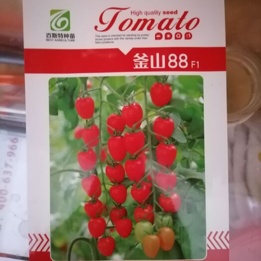 寿光市樱桃番茄种子  釜山88小西红柿种子，玲珑小圣女果种子，樱桃