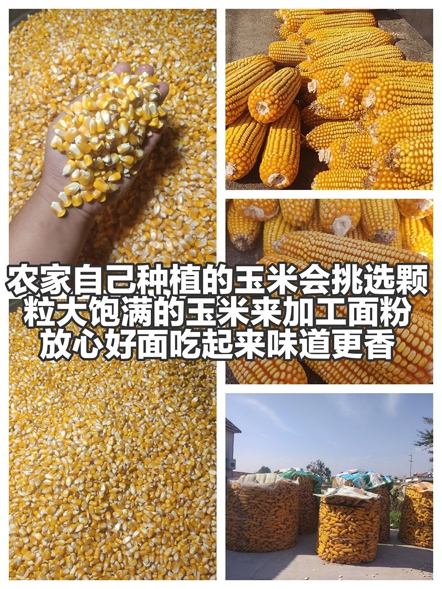 2023年山东农家新鲜现磨中粗玉米面粉小麦面粉小麦麸皮