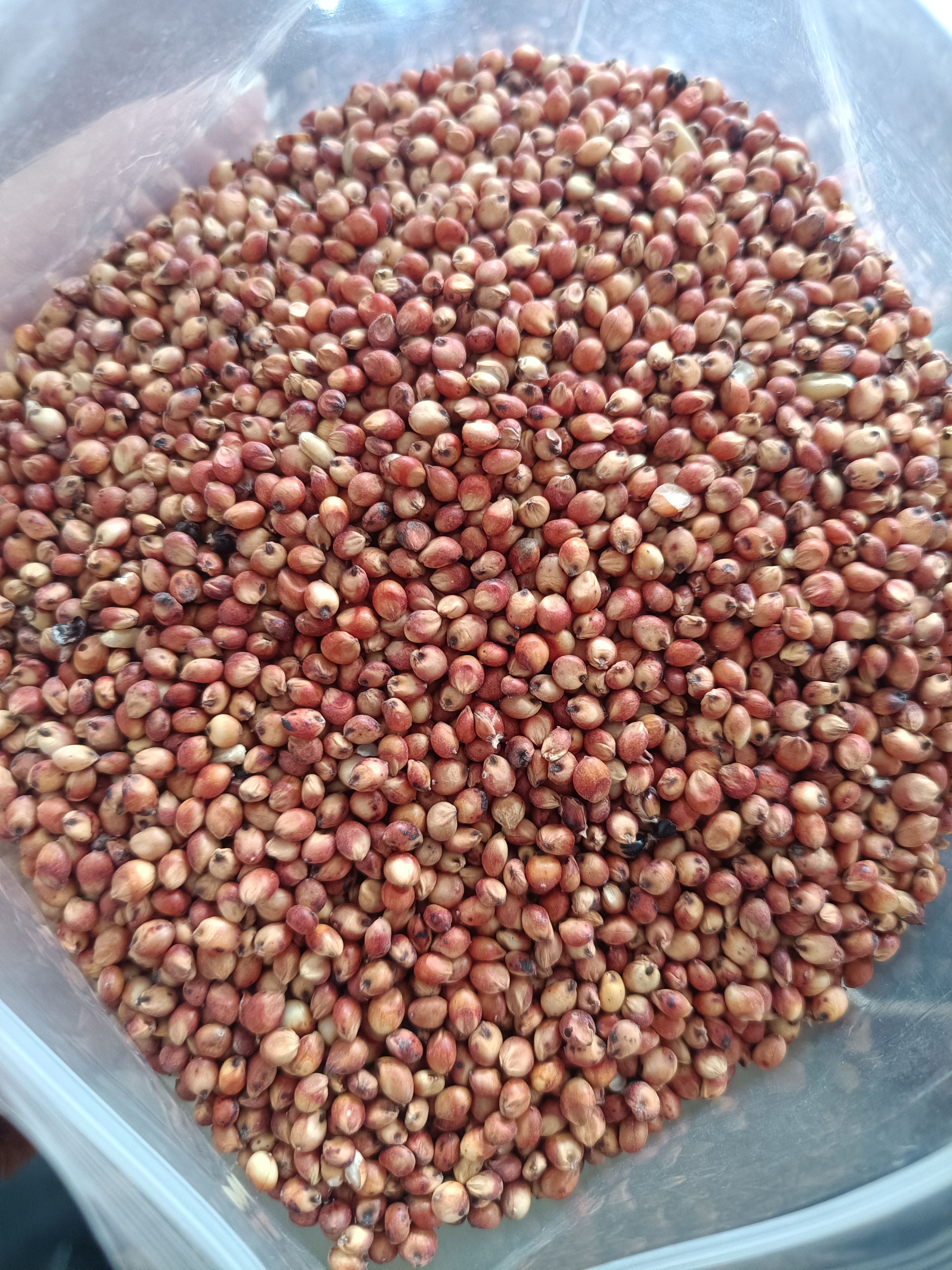 澳洲红高粱~澳粱，米粱，酒粱，鸽粮