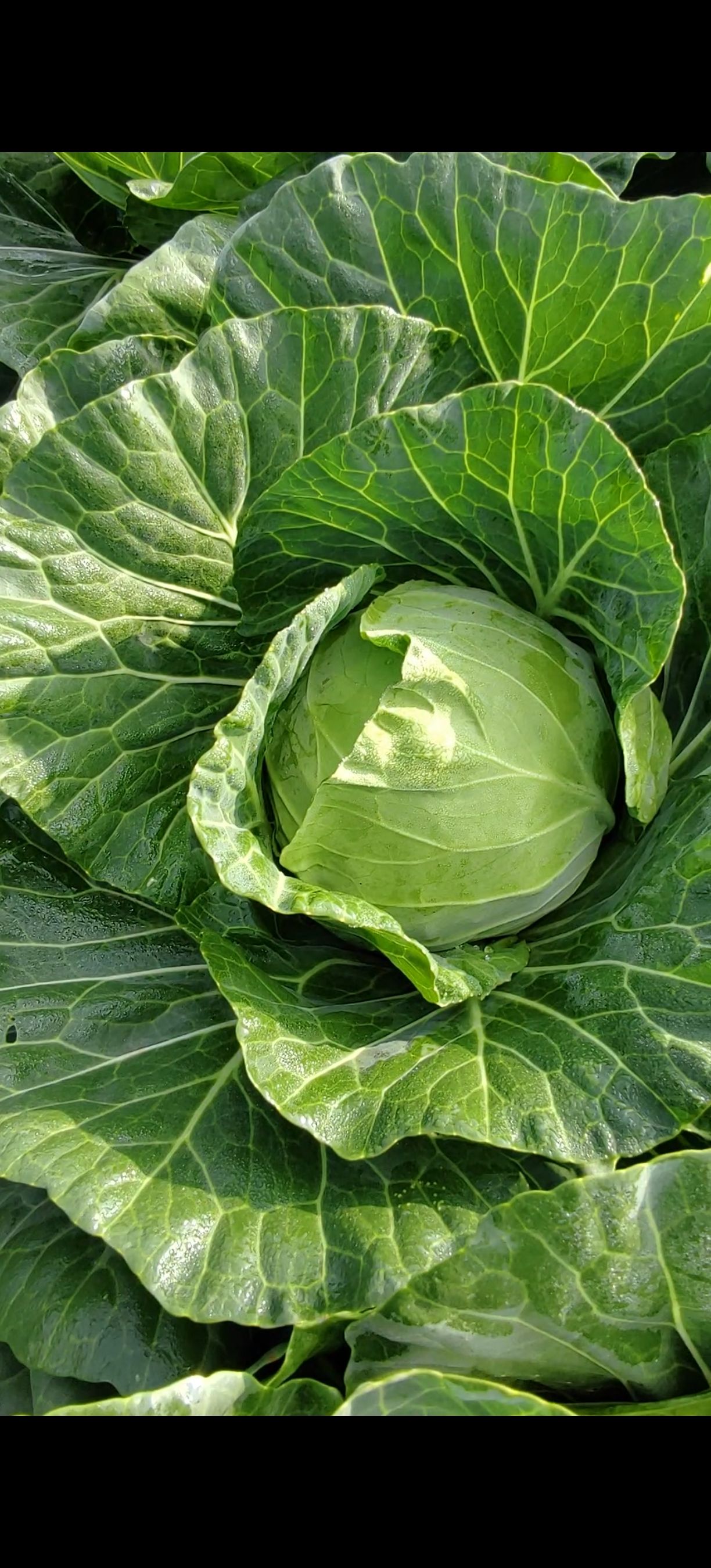 甘蓝，圆包菜，小铁头