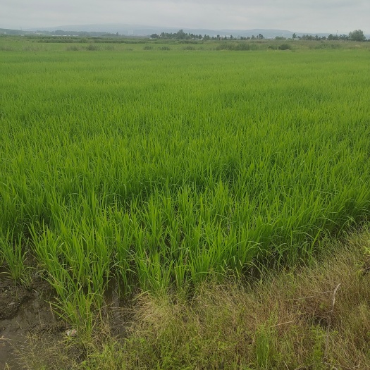 延吉市延边太阳小粒香大米