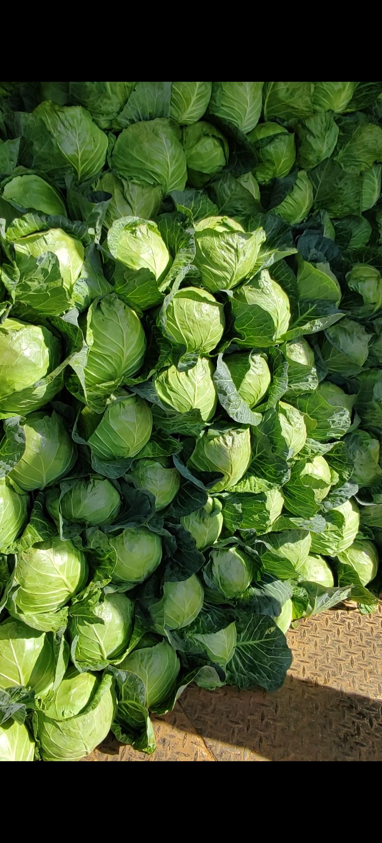 甘蓝，圆包菜，小铁头