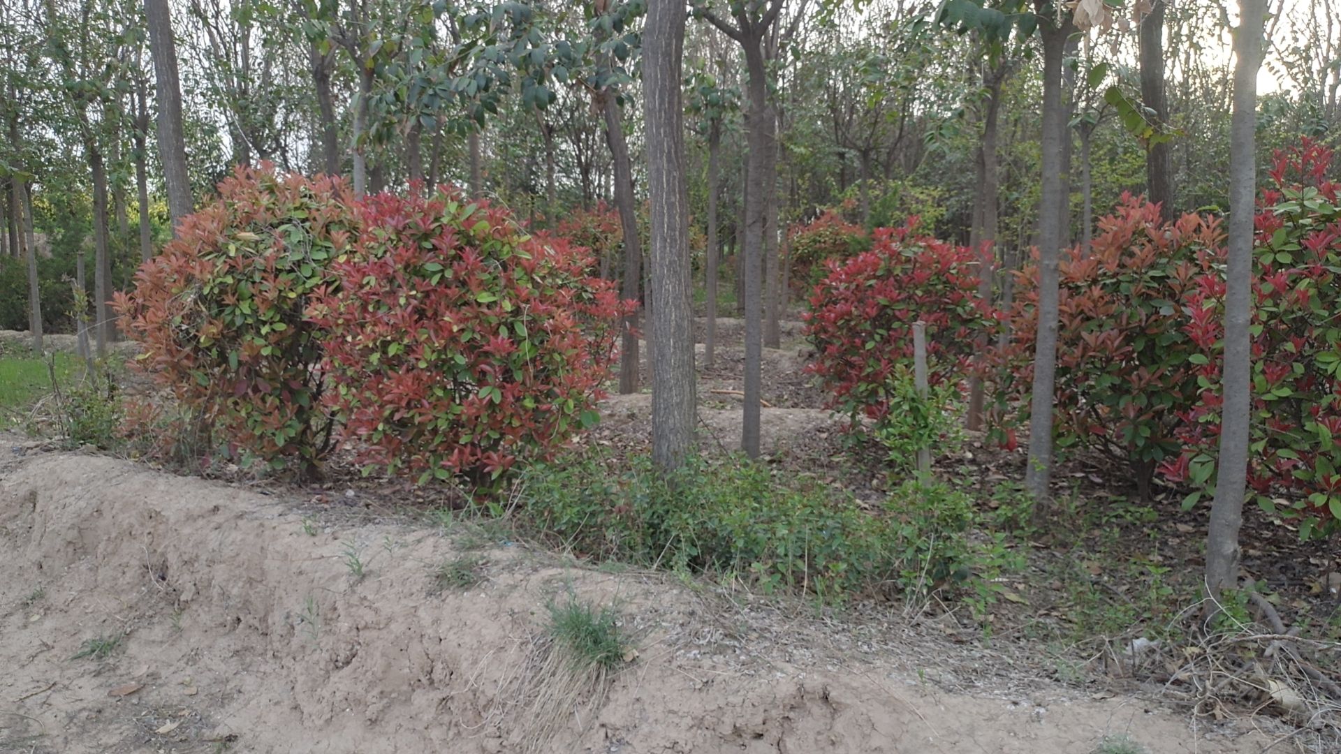 樱花，红叶李，3－15公分