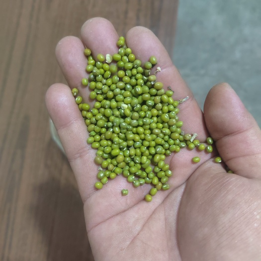 翁牛特旗赤峰小粒绿豆，粮