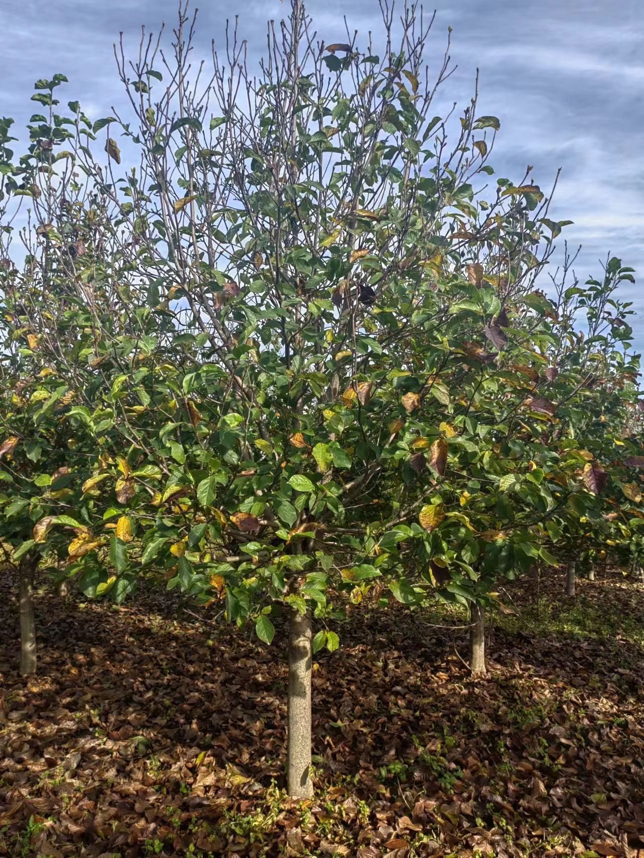 红玉兰，基地大量供应3到20公分红（白紫黄）玉兰，树形好，