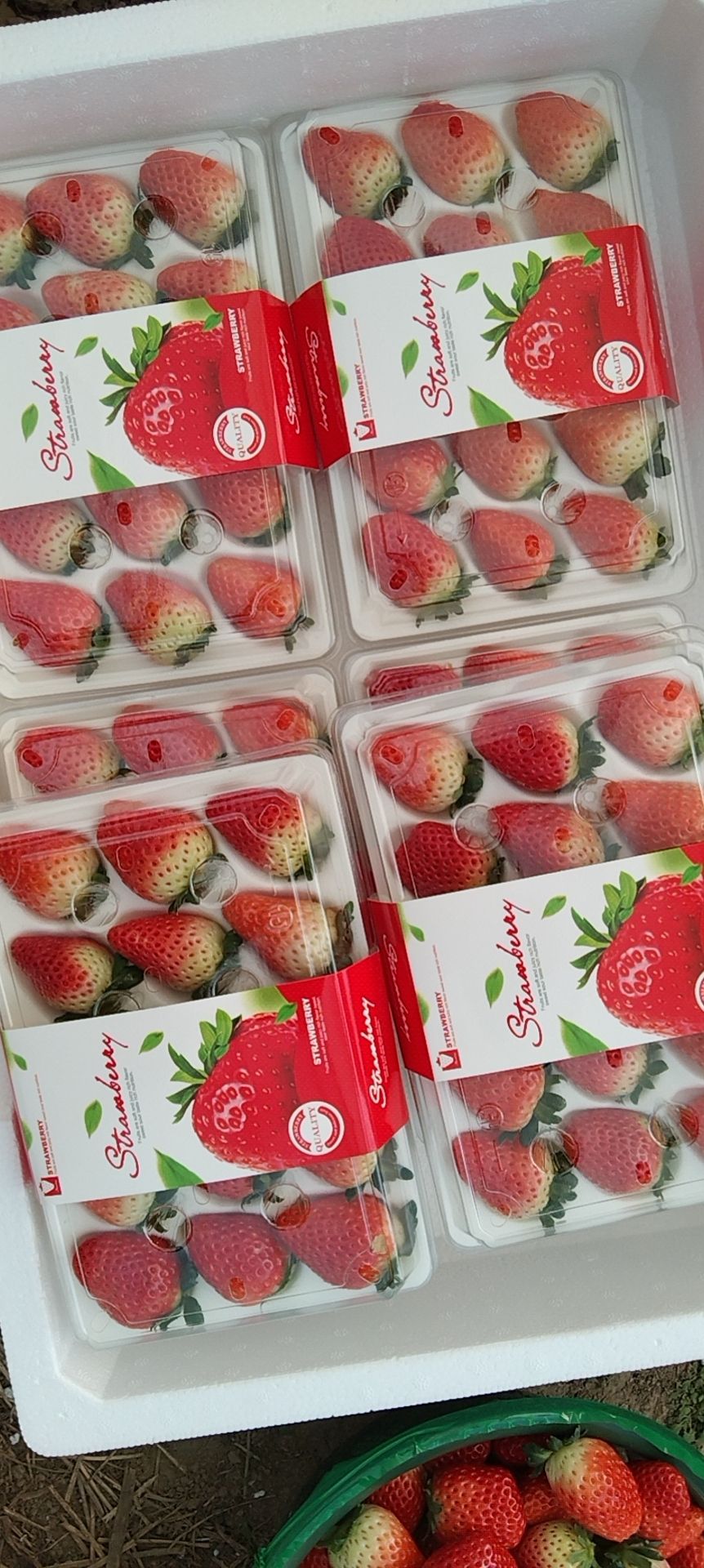 天仙醉奶油草莓