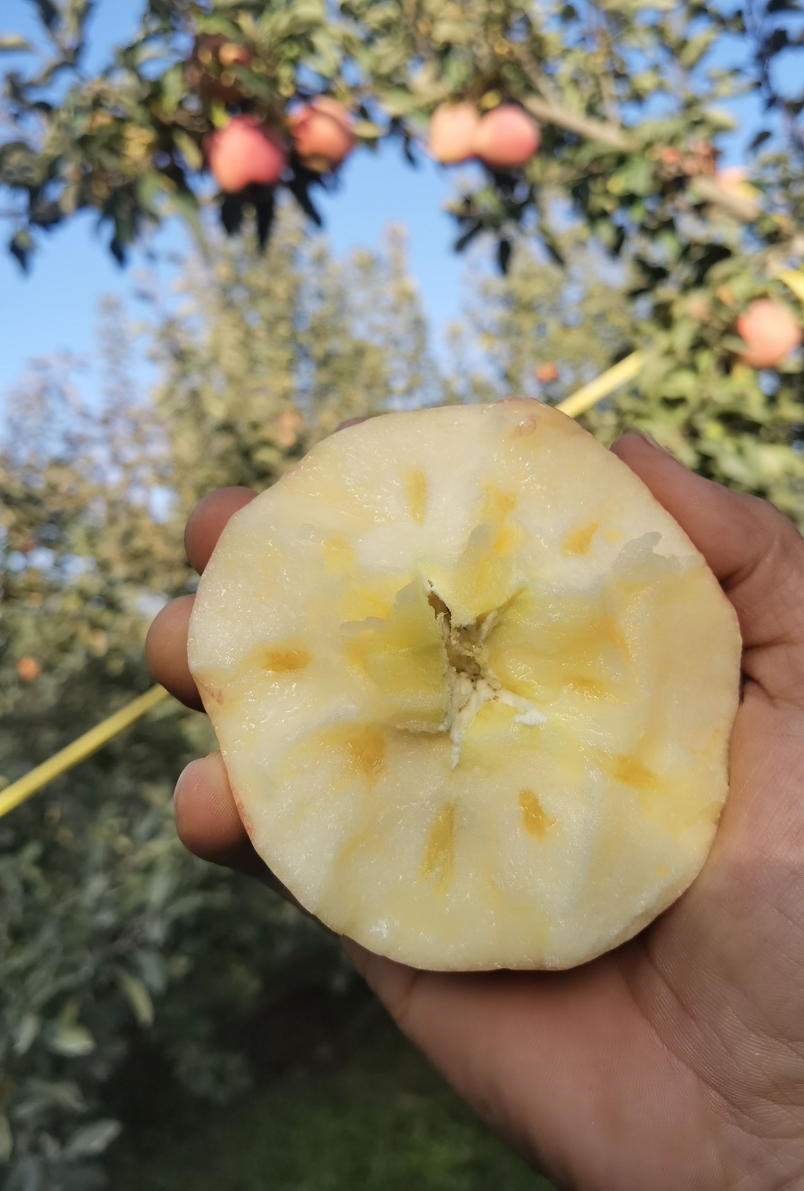 阿克苏苹果一件代发，整车直发对接商超抖音快手视频号社区购