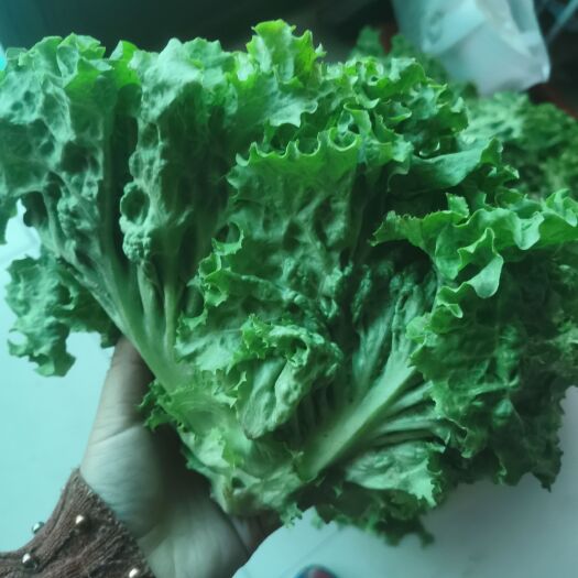 保定大叶生菜