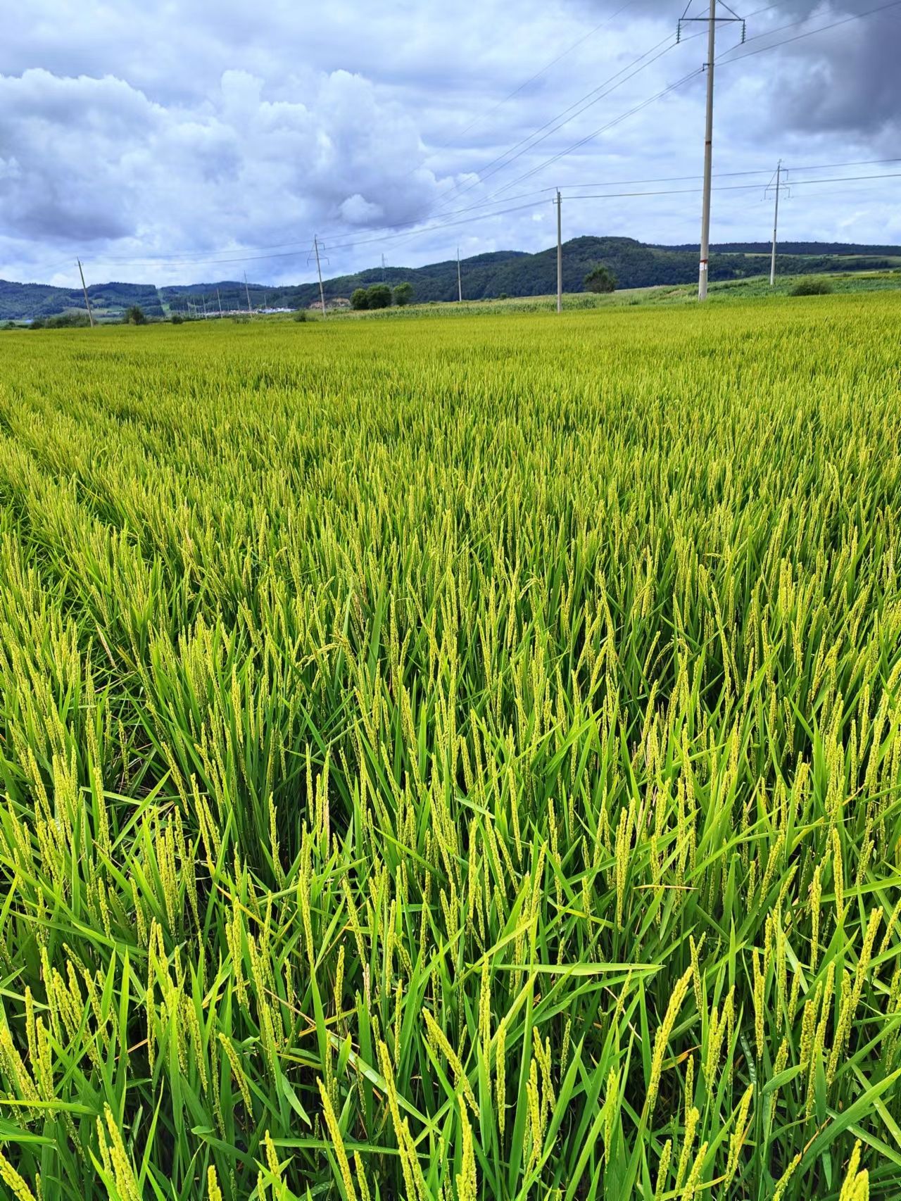 延边太阳小粒香大米