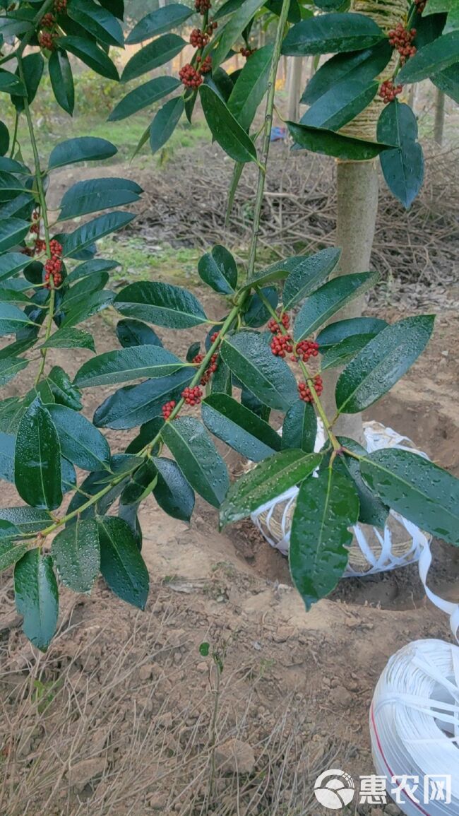 苦丁茶树，苦丁茶树价格，苦丁茶树产地