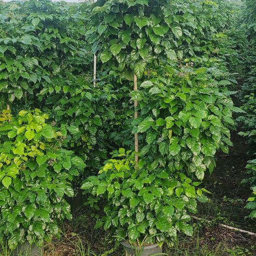 佛山三层造型幸福树