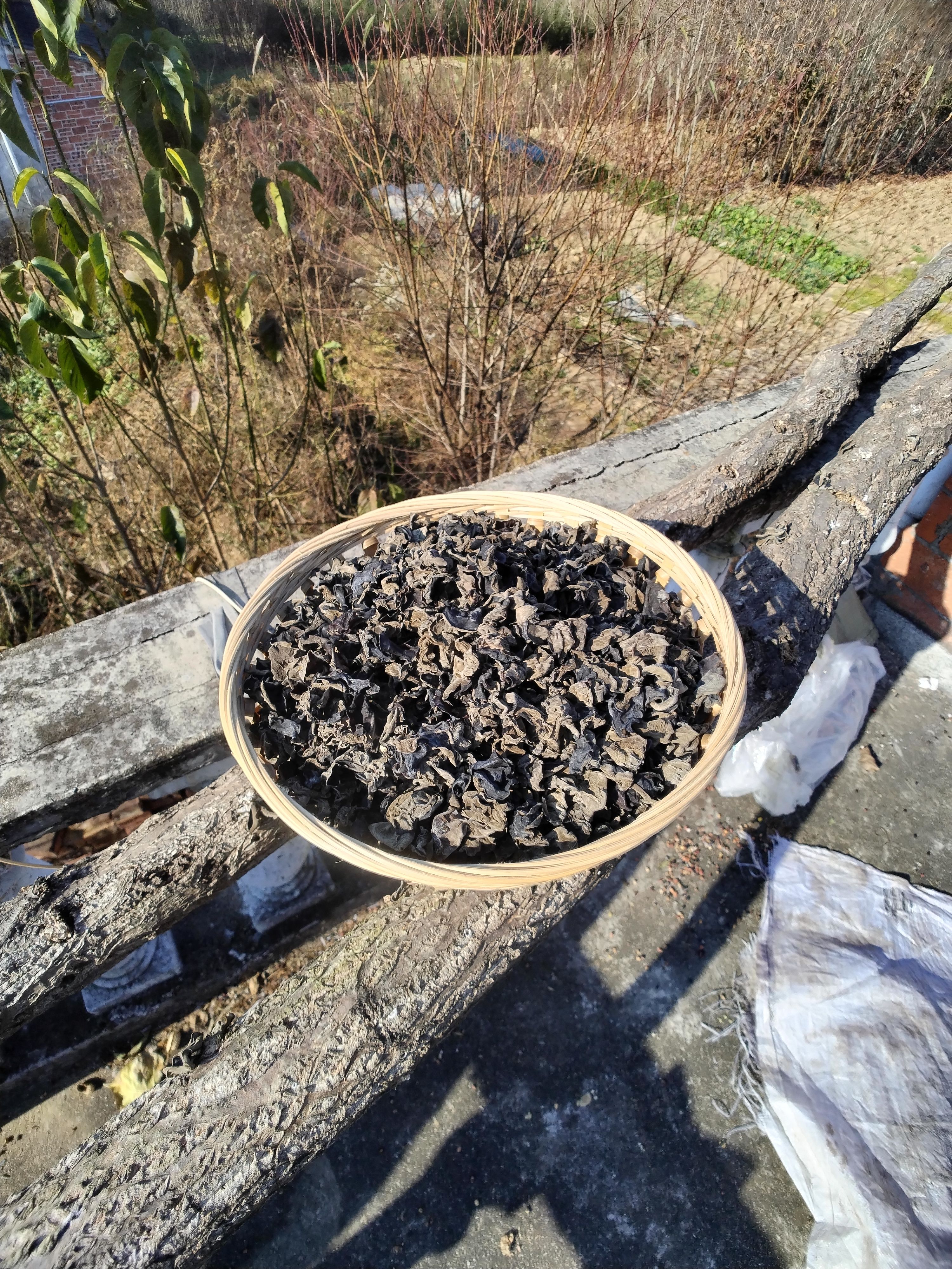 伏牛山深山区野生椴木黑木耳（头茬）