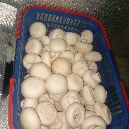 界首市双孢菇，口蘑