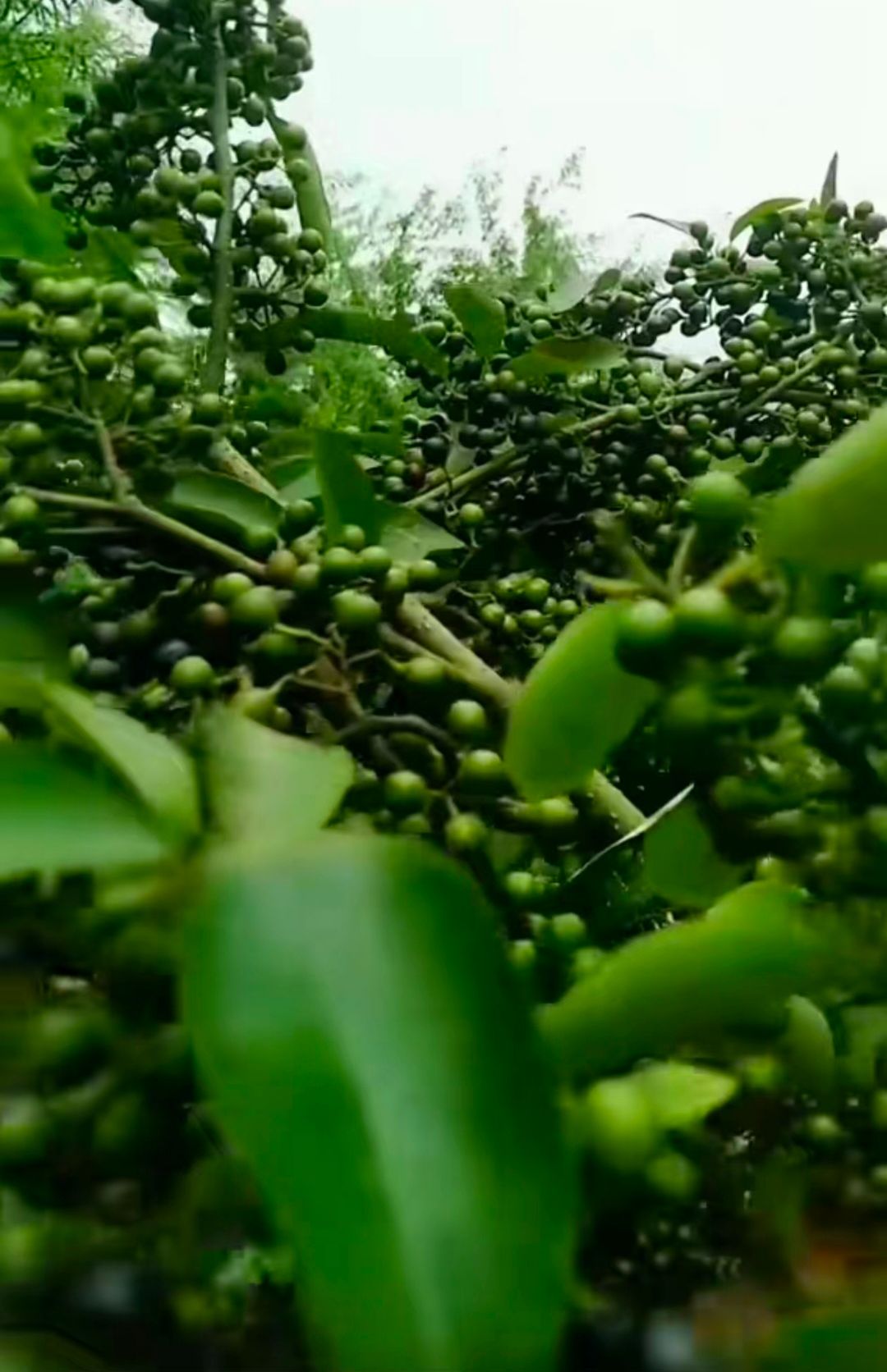 木姜子苗（山苍子，山胡椒）改良高产