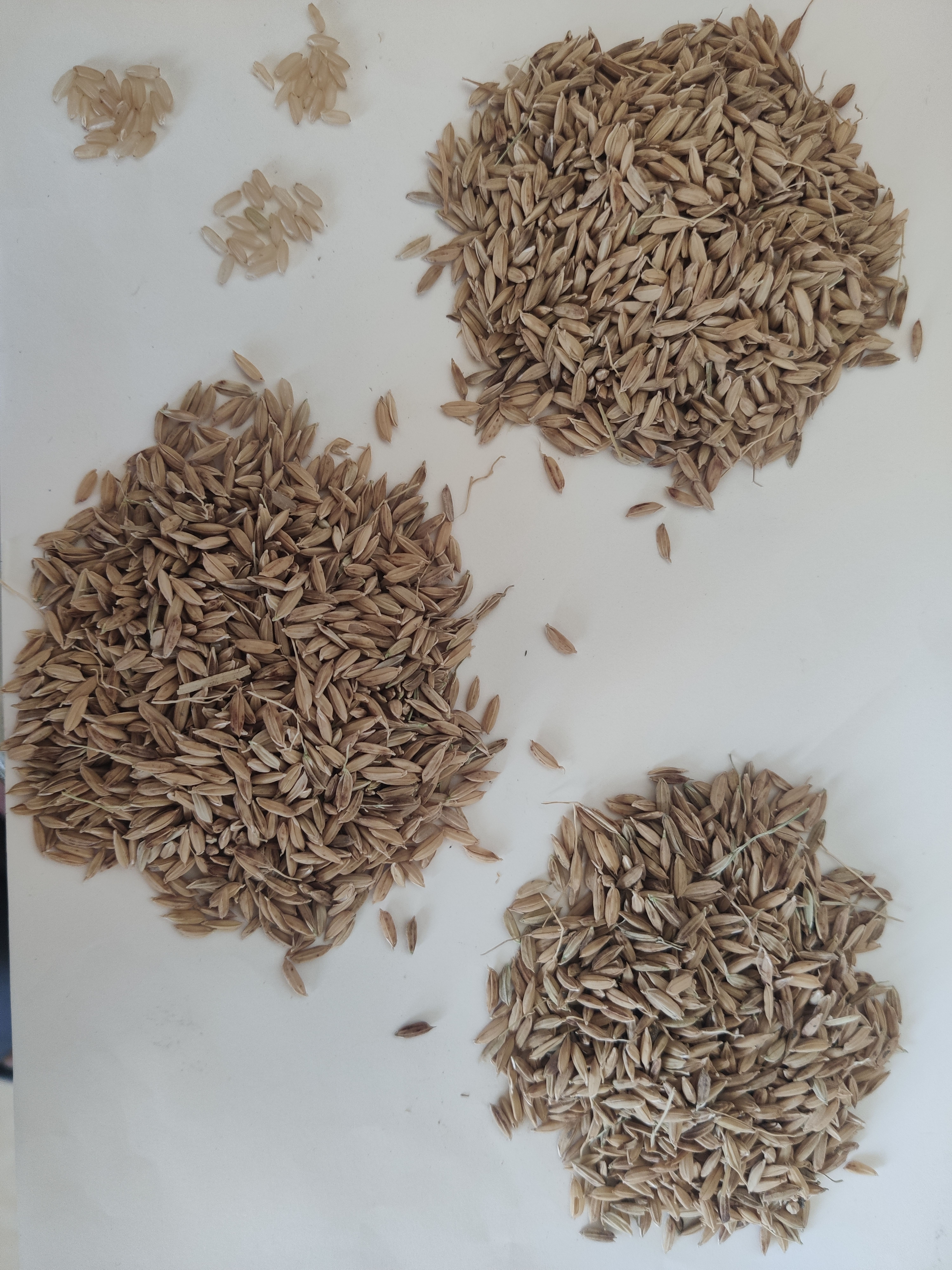 稻谷:（中科发5长粒香）产地直发（鲜米机碾米机）