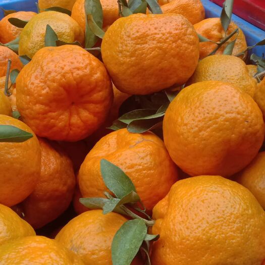 广南县椪柑  云南早熟碰柑 万亩果园 供应电商 供应链 批发市场
