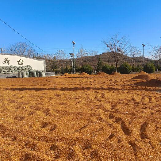 庆城县晋糯三号糯高粱