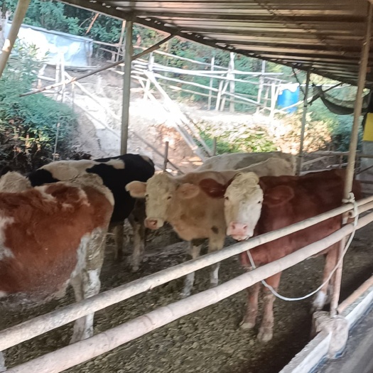 钦州活牛  夏洛莱，西门塔尔