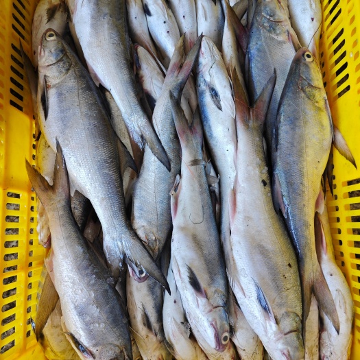 漳州小午鱼
