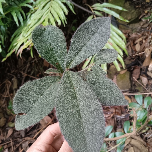天柱县虎舌红，中药材虎舌红，干货，产地批发。。
