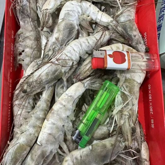 东港市东港海对虾