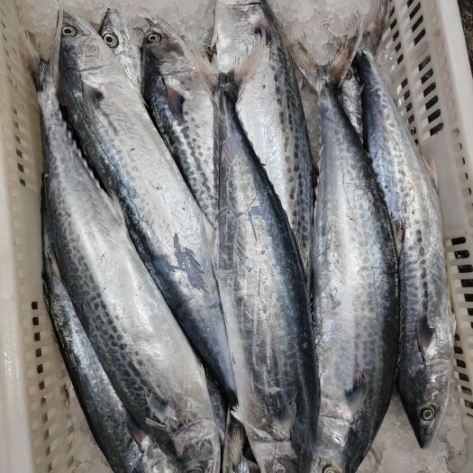 漳州马鲛鱼