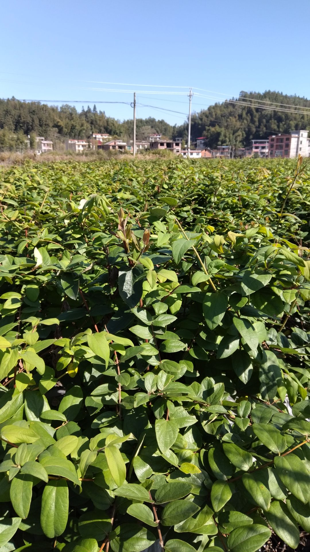 湘蕾五号金银花嫁接苗山银花裸根苗