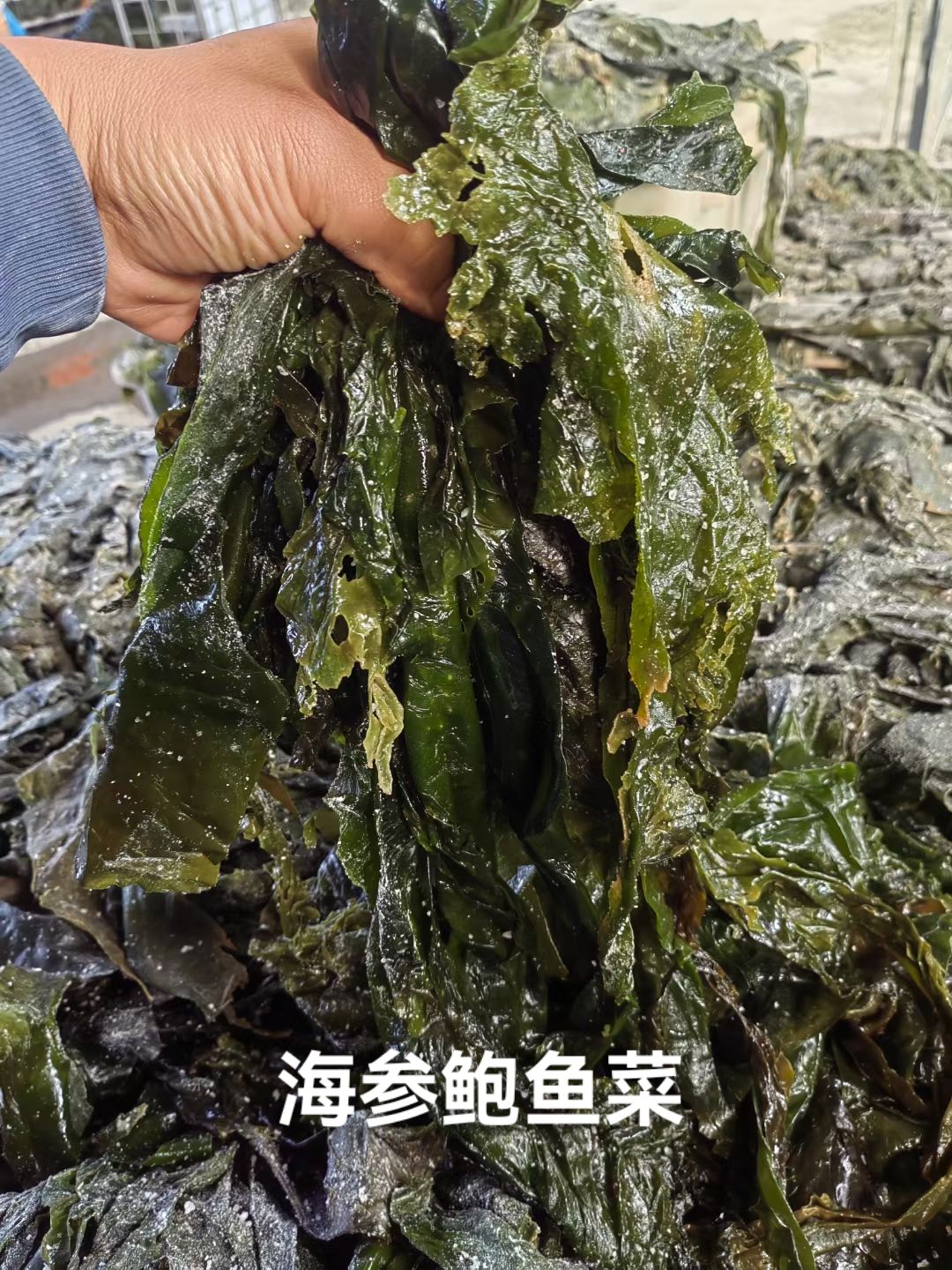 荣成盐渍海带海参鲍鱼菜