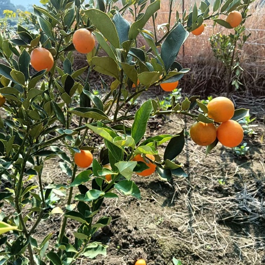 德昌县量大优惠