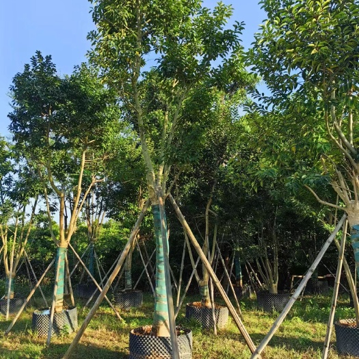 普宁市红果东青