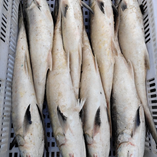 漳州大午鱼