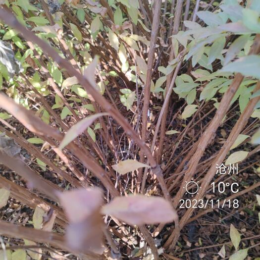 盐山县雪柳干枝鲜切枝条