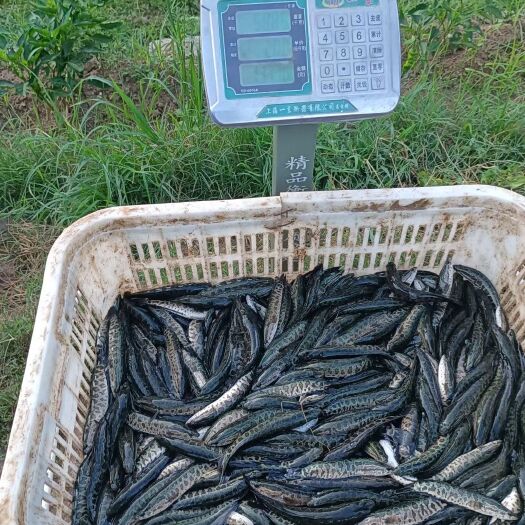 故城县各种规格鱼苗，鲤鱼苗，草鱼苗，花白鲢鱼苗，黑鱼苗，清江鱼苗