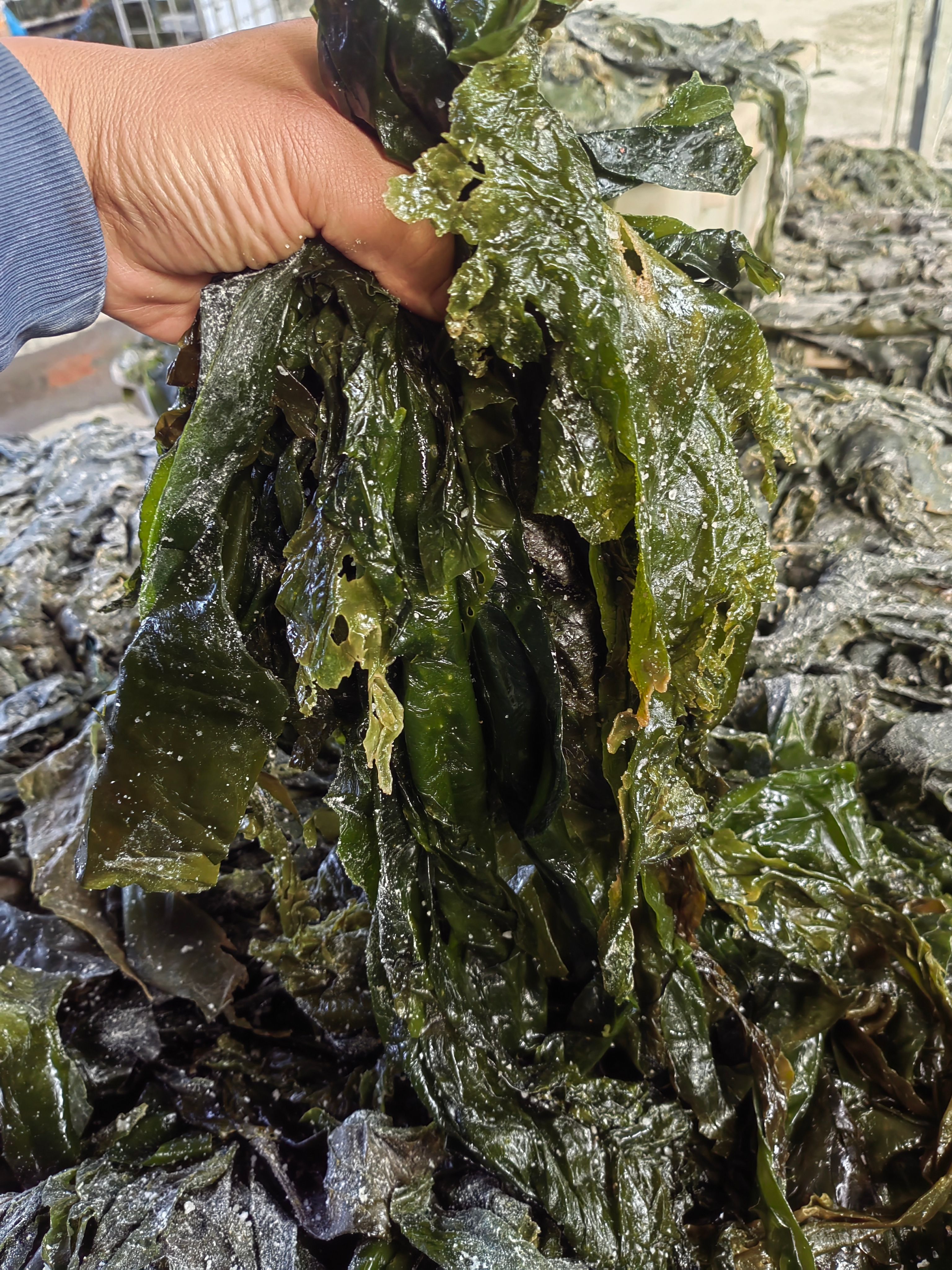 荣成盐渍海带海参鲍鱼菜