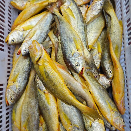 漳州黄花鱼