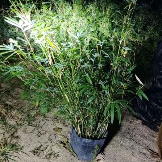 郴州米竹杯苗